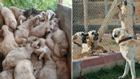 Başıboş köpekler dehşet saçtı: Yüzlerce hayvan telef oldu