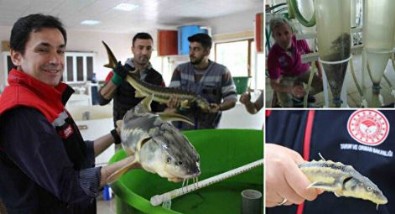 Geçmişi 250 milyon yıl öncesine dayanıyor: Havyarının kilosu 2 bin 500 dolardan satılıyor