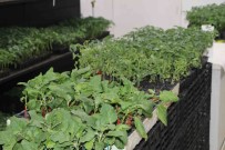 Rize'de Geç Gelen Yaz, Sebze Fidesi Satislarini Etkiledi