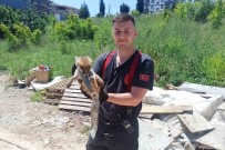 Yalova'da Binanin Bodrumuna Giren Tilkiyi Itfaiye Kurtardi Haberi