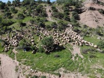 5 Bin Insan, 400 Bin Küçükbas Hayvanin Zorlu Yolcugu Basladi