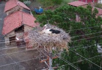 Dronu Gören Leylek Yumurtalarini Saklamaya Çalisti Haberi