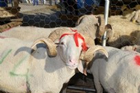 Diyanet duyurdu! Kurban kesim bedeli açıklandı