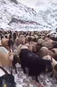 Mayis Ayinda Kar Yagisi Açiklamasi Koyun Sürüsü Ve Güller Kar Altinda Kaldi