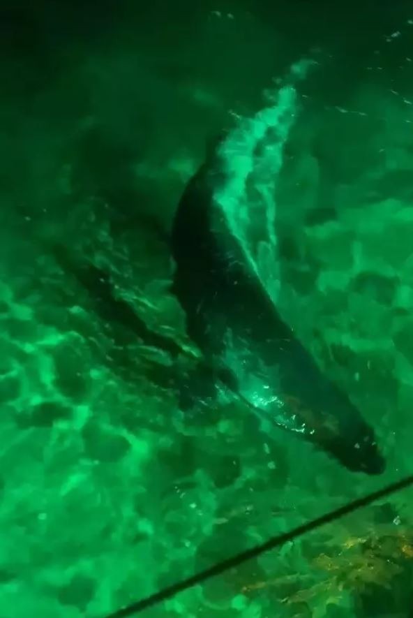 Yer: Bodrum! Akdeniz foku gece kulübünde