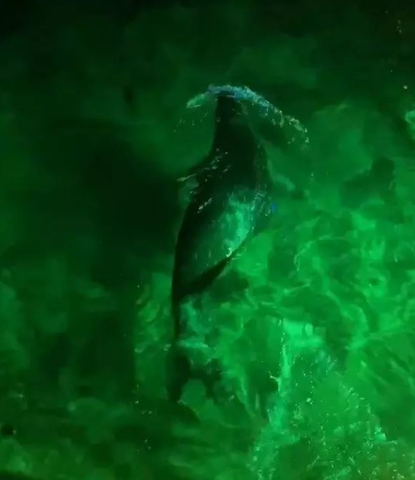 Yer: Bodrum! Akdeniz foku gece kulübünde