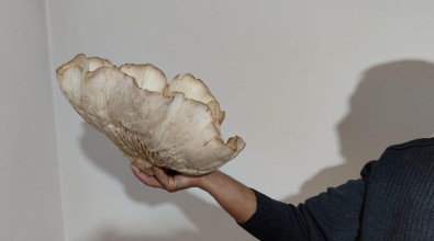 3 Kilo 120 Gramlik Kunkor Mantari Görenleri Sasirtti