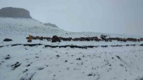 Kar Yagisina Yakalanan Koyun Sürüsü Agillara Geri Dönmek Zorunda Kaldi