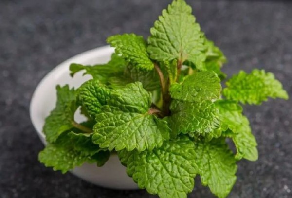 Bahçeye bu çiçekleri ekin, keneleri temelli def edin…