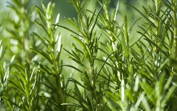 Bahçeye bu çiçekleri ekin, keneleri temelli def edin…