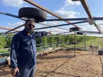 5 Kangal Köpegi Uyutarak, 45 Kurbanlik Koyunu Çaldilar