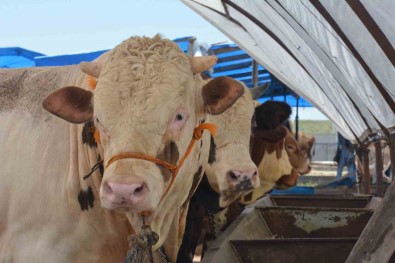 Ankara'daki Kurban Pazarlarinda Hareketlilik Sürüyor