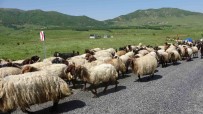 Besicilerin Yayla Yolculugu Basladi