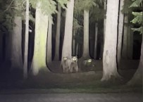 Artvin'de Kamp Yapan Gençlerin Boz Ayilarla Mücadelesi