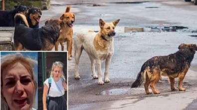 Kuduz köpekler Ankara'ya mı getirildi? Valilik harekete geçti