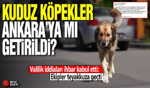 Kuduz köpekler Ankara'ya mı getirildi? Valilik harekete geçti