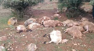 Sürüye Yildirim Isabet Etti, 51 Küçükbas Hayvan Telef Oldu