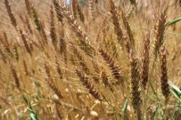 Tokat'ta Yerli Ve Milli Bugday Tohumu Taner'in Ekimi Gerçeklestirildi