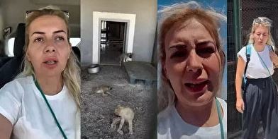 Kuduz köpekler Ankara'ya mı getirildi? Valilik harekete geçti