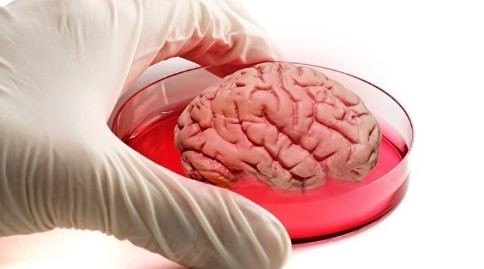 İnsan beyninden üretildi: Bilim dünyasında çığır açacak