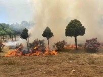 Hatira Ormaninda Yangin