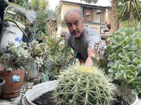Komsusunda Görüp, Tutkuyla Basladigi Hobisiyle 45 Yilda 60 Farkli Çesit Kaktüs Yetistirdi