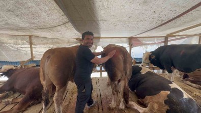 Öyle Bir Pazarlik Yaptilar Ki Rüyasina Bile Girdi