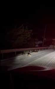 Yalova'da Yavru Domuzlar Kara Yoluna Indi