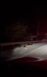 Yalova'da Yavru Domuzlar Kara Yoluna Indi Haberi