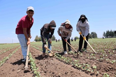 Amik Ovasi'nda Pamugun Iplige Yolculugunda Zorlu Çapa Mesaisi