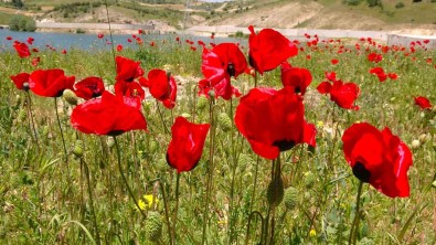 Bozok Yaylasinda Açan Gelincikler Görsel Sölen Sunuyor