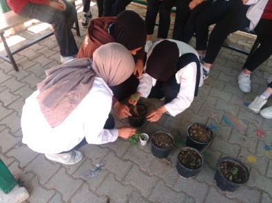 Hisarcik Anadolu Lisesinde Altin Çilek Dikimi Yapildi