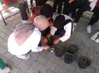 Hisarcik Anadolu Lisesinde Altin Çilek Dikimi Yapildi