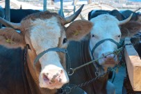 Sap Hastaliginda 3. Doz Asisi Vaka Sayisini Yüzde 53 Düsürdü