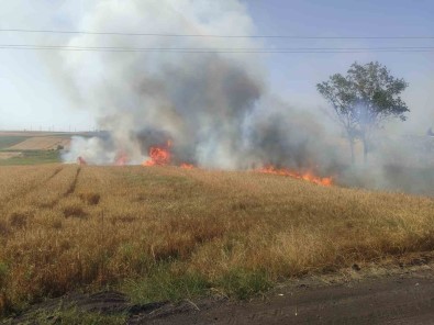 25 Dönüm Ekili Bugday Ve Arpa Cayir Cayir Yandi