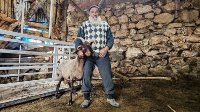 Fikir Sahiplerini Ikiye Bölen Soru Açiklamasi 4 Boynuzlu Koçun Durumu 'Alo Fetva 190' Hattina Soruldu