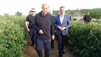 KKTC Cumhurbaskani Ersin Tatar Açiklamasi 'Gül Bir Kültürdür' Haberi