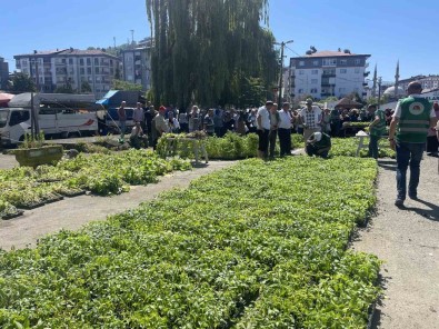 Rize'de Ata Tohumlarindan Üretilen 40 Bin Sebze Fidani Vatandaslara Dagitildi