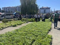 Rize'de Ata Tohumlarindan Üretilen 40 Bin Sebze Fidani Vatandaslara Dagitildi Haberi