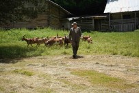 Keçilerin Küpe Davasi 5 Yil Sürdü, Yüksek Mahkeme Bakanligi Hakli Buldu
