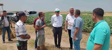 Kesan'da 350 Dönüm Bugday Kül Oldu