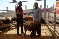 Kilis'te Kurbanliklar Müsterilerini Bekliyor Haberi