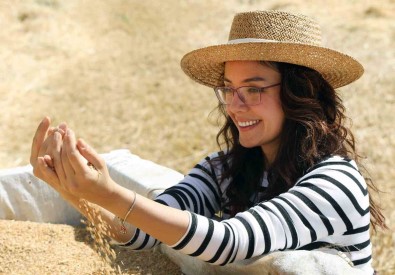 Mentese'de 'Karakilçik Bugday' Hasadi