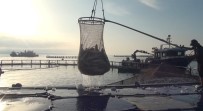 Sinop'tan Türk Somonu Ihracati Haberi