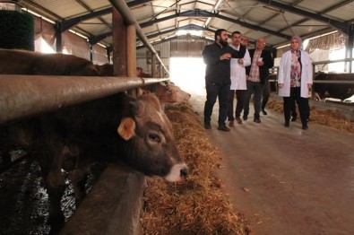 Düzce'de 9 Bin Büyük, 3 Bin 500 Küçükbas Hayvan Kesilecek