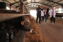 Düzce'de 9 Bin Büyük, 3 Bin 500 Küçükbas Hayvan Kesilecek