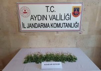 Germencik'te 25 Adet Hint Keneviri Ele Geçirildi