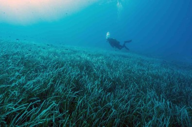 Göcek'te Mapa-Samandira Sistemi Ile Denizlerin Akcigerleri Korunacak