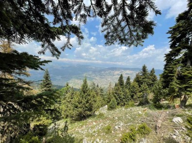 Mersin'de Ormanlara Girisi Yasaklandi