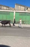 Bursa'da Kaçan Kurbanliklar Ortaligi Birbirine Katti Haberi